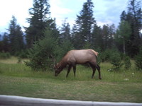 Highlight for Album: Jasper Park Lodge