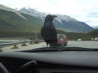 Highlight for Album: Ravens